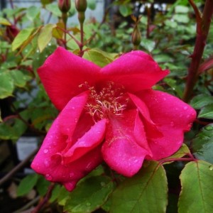 BENGAL CRIMSON (shrub)